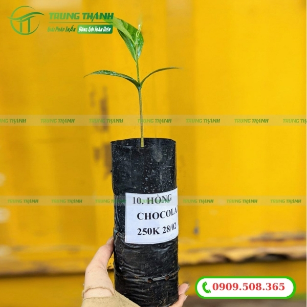 Túi PE trồng cây